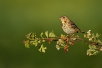 Linduska lesni - Anthus trivialis - Tree Pipit 0153
